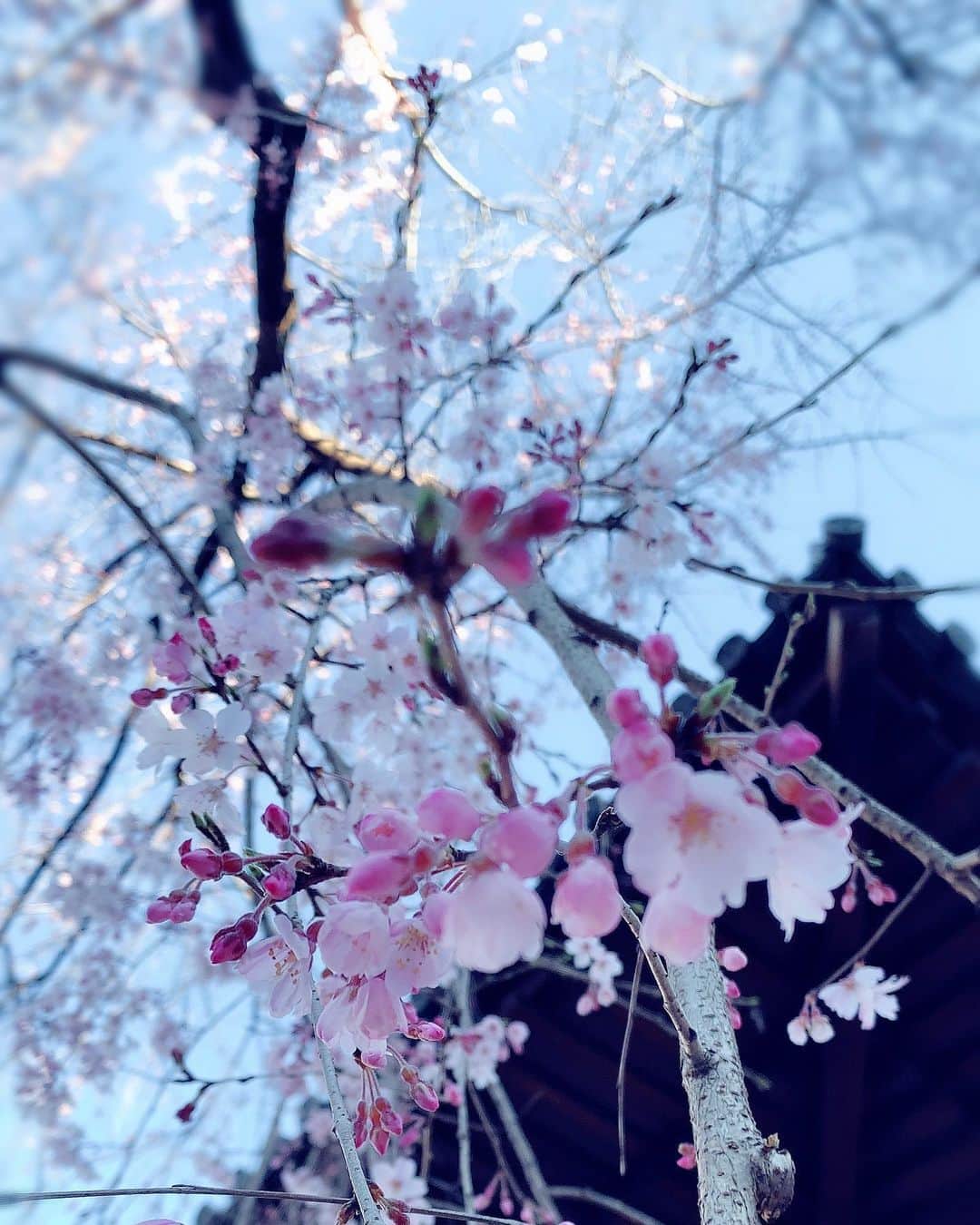 小西真奈美さんのインスタグラム写真 - (小西真奈美Instagram)「#桜 #美しい #😌 #🌸」3月18日 18時00分 - manami.official
