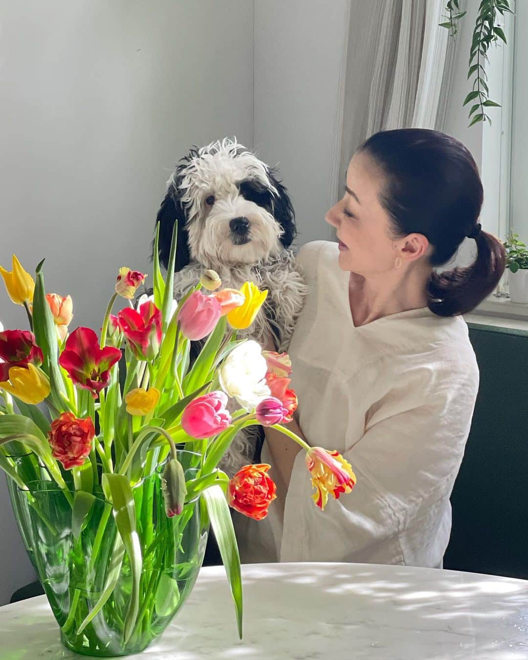 のインスタグラム：「ダリとチューリップ。 #チューリップ#シュナプー#シュヌードル #tulips#schnoodle #schnoodlegram」