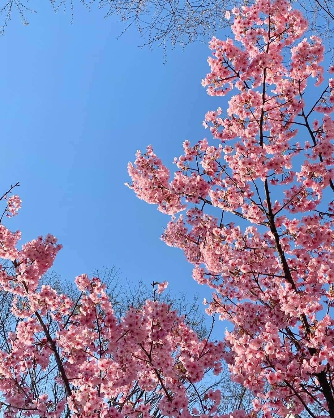 宮田綾子さんのインスタグラム写真 - (宮田綾子Instagram)「⁑ 🌸🌸🌸🌸🌸🌸  　 　 #桜 #さくら #サクラ #春 #春はすぐそこ #開花 #cherryblossom #japan_of_insta #tokyojapan #原宿 #原宿駅 #東京 #東京カメラ部 #空 #空を見上げるのが好き #青い空 #東京の空 #東京の風景 #wonderful_places #retrip_nippon #retrip_tokyo」3月18日 19時06分 - ayako__miyata