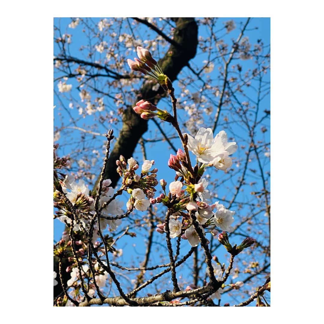 實石あづささんのインスタグラム写真 - (實石あづさInstagram)「. 夜勤明けに毛利庭園で見つけた桜。 一際、目を引きました✨ 薄ピンクに色づいた桜は 青空に映えて、とても美しかったな。 . #毛利庭園 #六本木ヒルズ  #roppongihills #roppongi  #桜 #sakura #cherryblossom  #🌸 #桜2021  #フリーアナウンサー #實石あづさ」3月18日 19時40分 - azusa_jitsuishi
