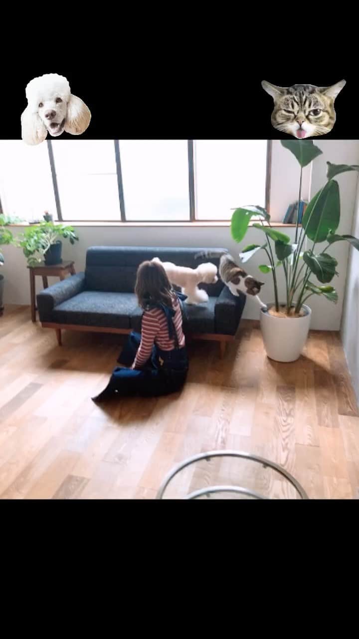 のインスタグラム：「. 今日は犬と猫と彩香のオフショットです🐩🐈🌟(スタッフ)  ==================== 🌟大橋彩香ワンマンライブ🌟  楽天チケット先行受付中‼️ ▶️ https://ticket.rakuten.co.jp/music/jpop/RTBCOSK/ ====================  #大橋彩香WINGS #オフショット  #幕張メッセ  #幕張メッセイベントホール  #ライブ  #ワンマンライブ  #live  #大橋彩香 #声優アーティスト #声優 #seiyu #seiyuu #アニメ #anime #animation  #はっしー #へごちん」
