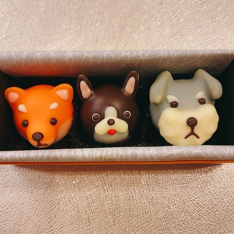 島本真衣さんのインスタグラム写真 - (島本真衣Instagram)「今日いただいたチョコレート。 か、かわいい。 た、たべられない。  おやすみなさい。  #犬 #かわいい  #チョコレート #ありがとう #食べたいのに食べられない #いつ食べられるかな #おやすみなさい #また明日　 #島本真衣」3月18日 19時59分 - mai_shimamoto_ex
