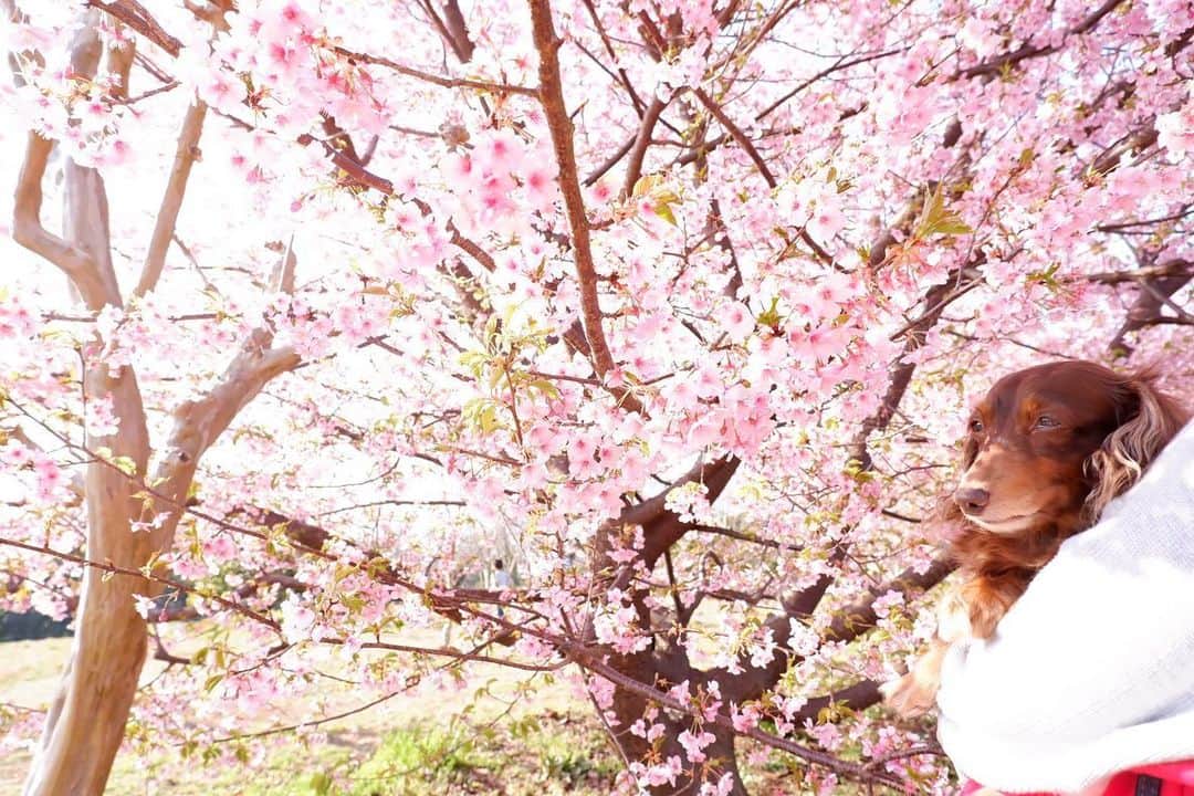 武田梨奈のインスタグラム：「🍡 3月20日（土）13:00～ スペシャル特番『ササルTV』 民放BSの5局（BS日テレ、BS朝日、BS-TBS、BSテレ東、BSフジ）が局の垣根を超えて共同制作する8時間の生放送特別企画。  私は「テーマ：食」で出演します。 BSテレ東の代表として『#ワカコ酒』の現場の裏側や魅力をお伝えできたらと思います🍶✨  リレー形式で番組が変わりますが、私は13:00〜14:30でBSフジに出ます。是非ご覧ください！  #最近撮った写真たち #🌸  #桜じゃなくて梅  #愛犬 #愛猫  #ミラーレス一眼」