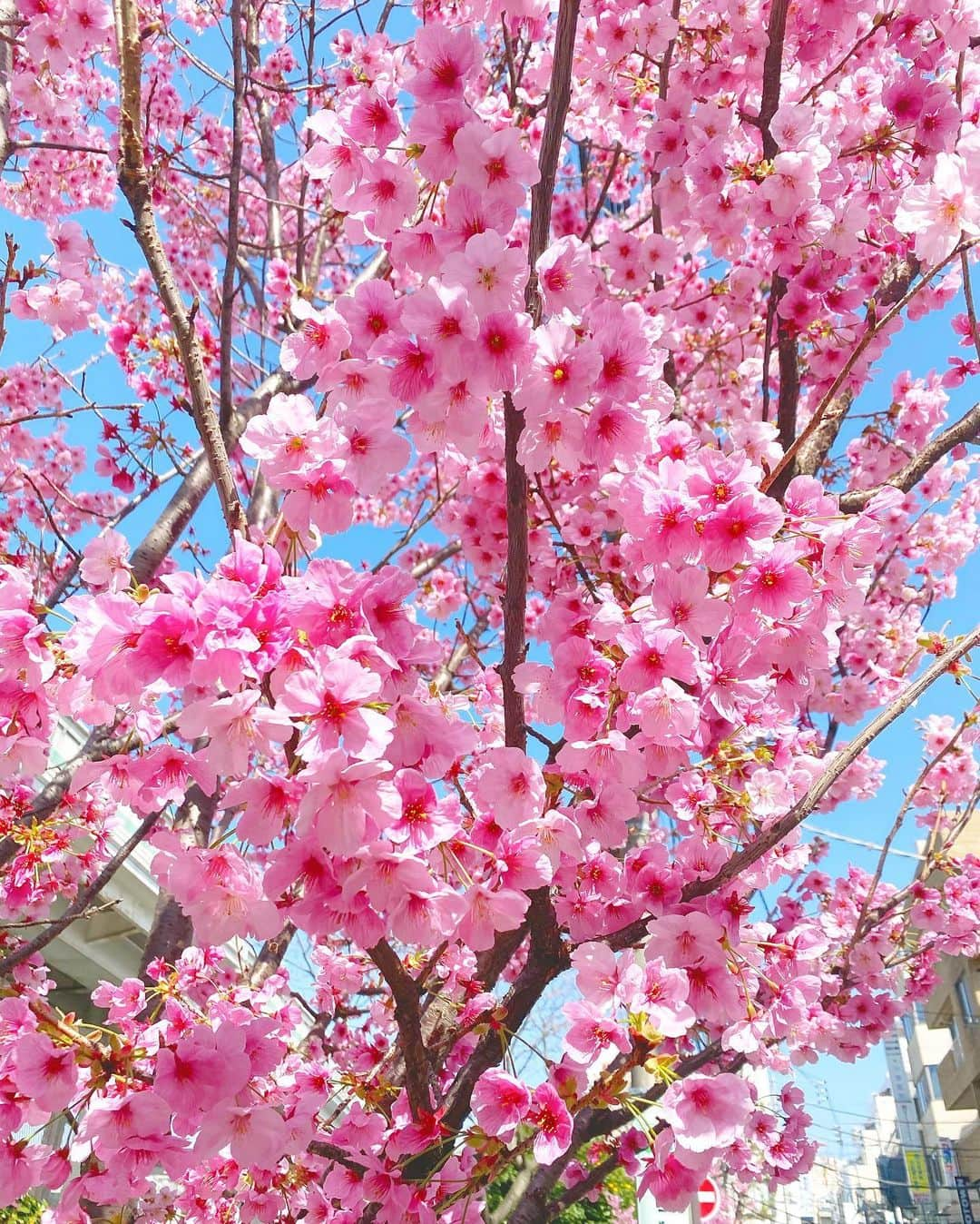 岡部あゆみさんのインスタグラム写真 - (岡部あゆみInstagram)「今日見掛けたピンクが濃い桜 なんて言う名前なんだろう🌸すごく綺麗...💭満開✨」3月18日 21時00分 - ayumi_okabe