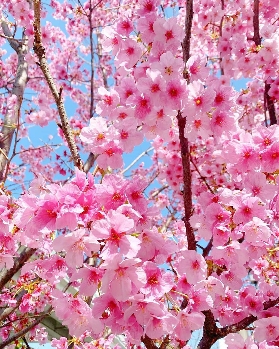 岡部あゆみさんのインスタグラム写真 - (岡部あゆみInstagram)「今日見掛けたピンクが濃い桜 なんて言う名前なんだろう🌸すごく綺麗...💭満開✨」3月18日 21時00分 - ayumi_okabe