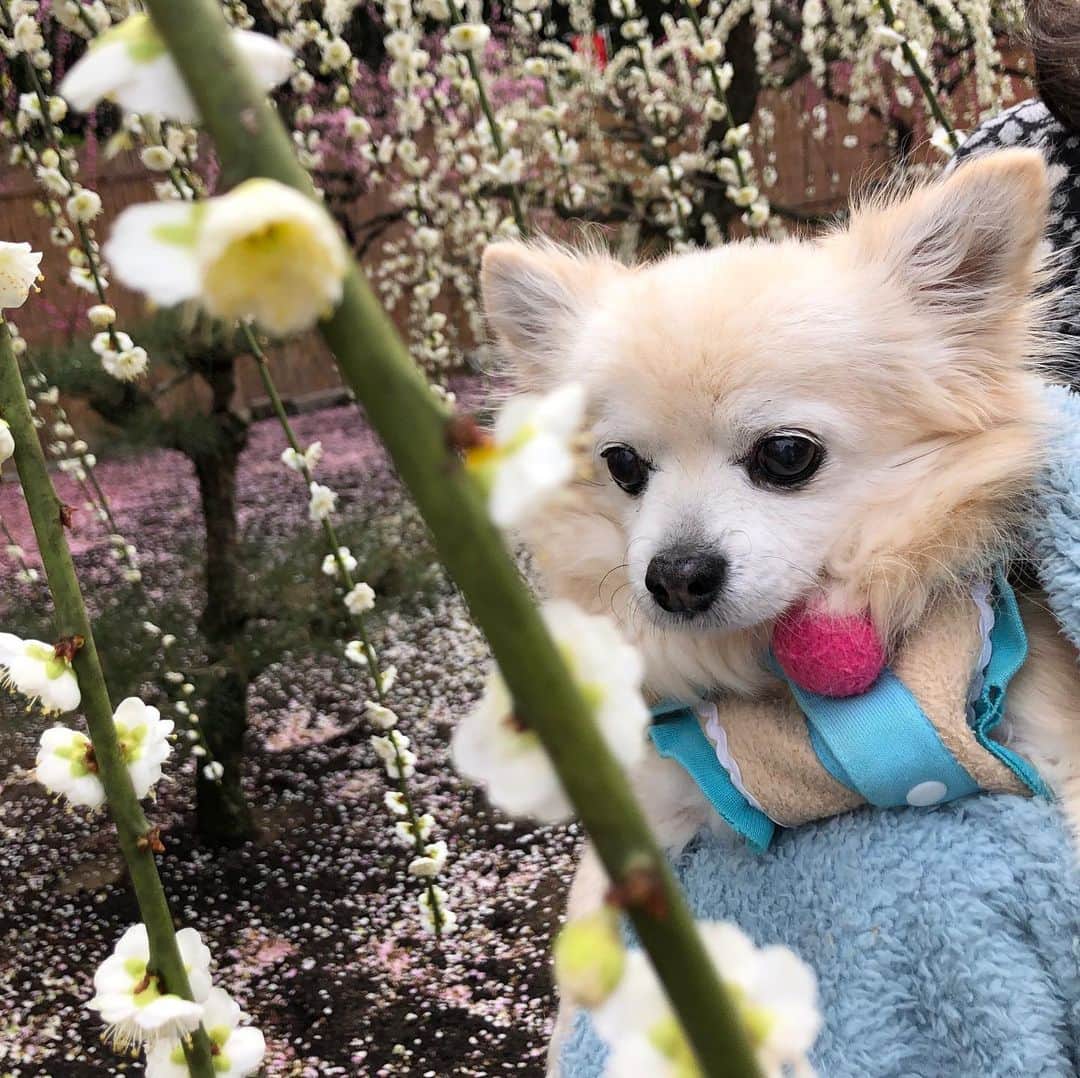 望木聡子さんのインスタグラム写真 - (望木聡子Instagram)「しげしげ👀 #ドデスカ 金曜６時台の‬「どうぶつZOO鑑」‬ ‪あすの主役はこの動物！  といっても答えは犬ではありません🐶 犬の名前がつく動物です。  今日のヒントは実家の愛犬の力を借りました。 せっかくなので、過去に撮った春らしい写真で… (わんちゃん入場okの公園です)  #大喜利じゃないよ #振りじゃないよ #梅 #春 #犬 #dog #チワワ #chifuafua #プラム #メーテレ #ウルフィ #アナウンサー #望木聡子」3月18日 20時59分 - satoko_mochiki