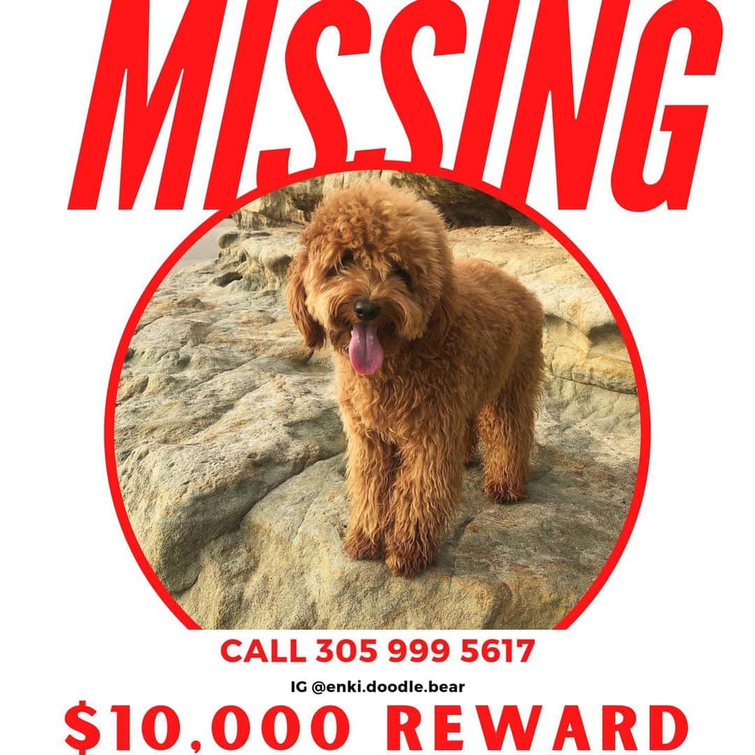 GODDESS OF LOVEのインスタグラム：「$10,000 Reward!!! Please Share & Repost!!! Follow @enki.doodle.bear for more!!! I really need your help to bring Enki home! Please post! #findenki #dogmom #missingdog #lostdog #pleasehelp」