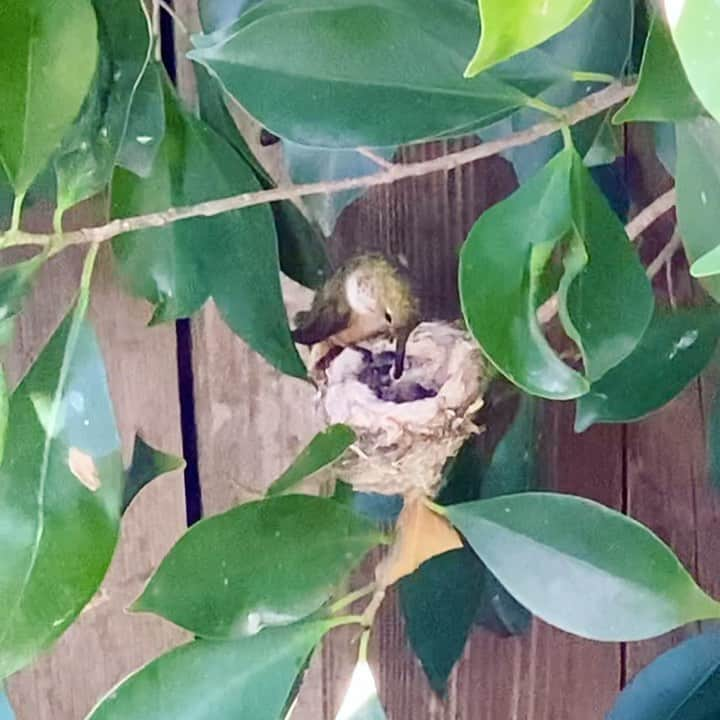 ヒラリー・ローダのインスタグラム：「The beauty of life 🙇🏻‍♀️ The amount of joy this hummingbird nest has brought me is just crazy! I first noticed the hummingbird about 2 weeks ago in a tree in my yard. After she flew away, I walked over to it and saw this beautifully constructed nest (that she built all by herself) and two teeny tiny eggs. I’ve been watching in awe, checking it every day (ok multiple times a day) waiting for the chicks to hatch... and yesterday it finally happened! Mother bird will take care of her chicks in the nest for the next few weeks until they are ready to fly out into the world on their own. Such a treat to be able to witness this and watch these little chicks grow! 💛 (umm kinda pissed there is no hummingbird emoji 😆)」