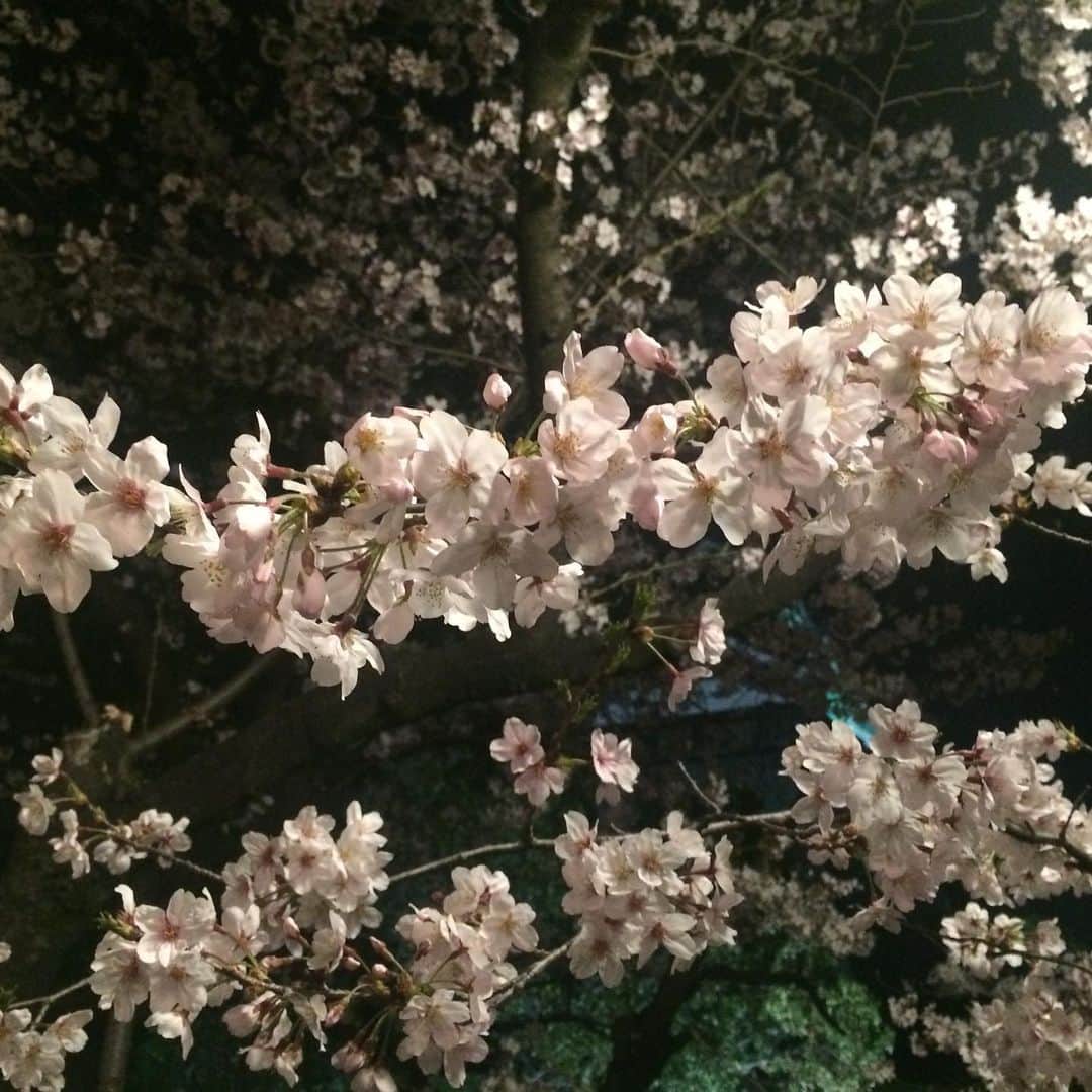 中島浩二さんのインスタグラム写真 - (中島浩二Instagram)「いよいよ、今夜9時半からインスタライブだすーーー🤣🤣🤣  そんなに長い時間はやらないと思うだすが、 楽しみにしてた企画なんで、お楽しみに😊 だすーー🤣🤣🤣🤣  #桜　#福岡桜 #福岡ソメイヨシノ」3月19日 15時49分 - koji_nakajiii