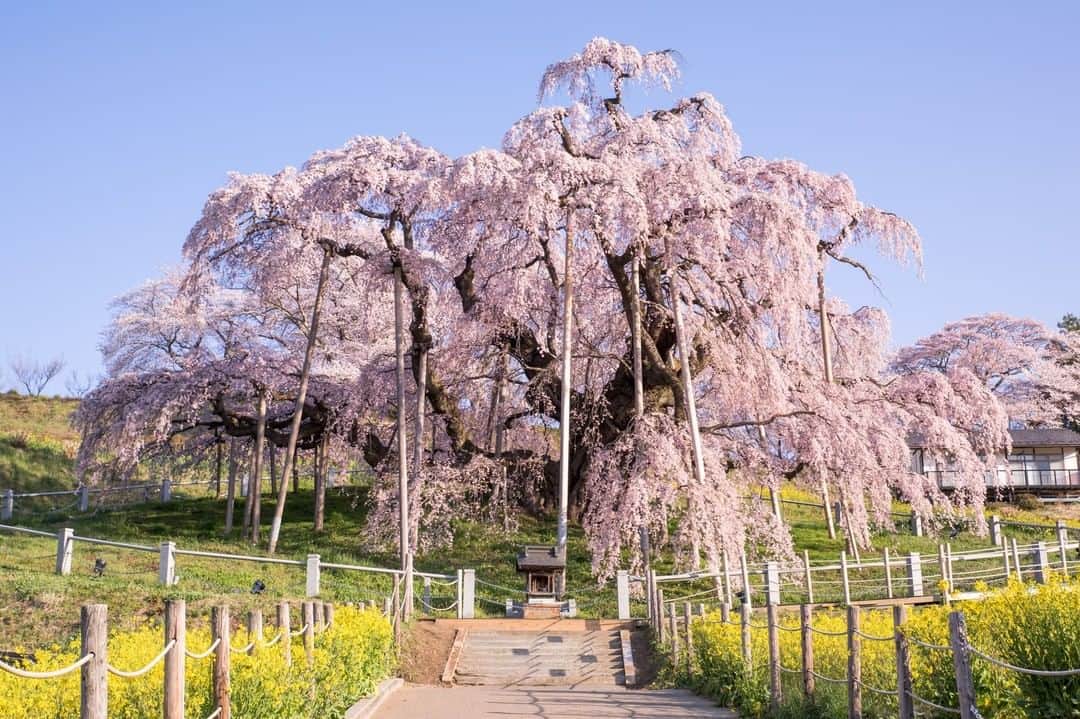 THE GATEのインスタグラム：「🌸 Miharu Takizakura Weeping Cherry Blossom Tree 🌸  #Japan #Fukushima #🇯🇵  . Miharu Takizakura is a huge weeping cherry blossom tree found in the town of Miharu in central Fukushima. The tree is over 1,000 years old, and it is considered one of Japan’s three major cherry blossom trees. . During the Taisho period (1912 – 1926), it was designated as a national natural monument, which was the first time ever for a tree. The tree measures approximately 13.5 meters high, and has a width of 25 meters by 20 meters. . The tree gets lit up after sunset and creates a romantic atmosphere. Whether it be day or night, there is bound to be a line to see this tree since it is so well known to the general public. ————————————————————————————— Follow @thegate.japan for daily dose of inspiration from Japan and for your future travel. Tag your own photos from your past memories in Japan with #thegatejp to give us permission to repost ! . Check more information about Japan. →https://thegate12.com/spot/852 →@thegate.japan . #japanlovers #Japan_photogroup #viewing #Visitjapanphilipines #Visitjapantw #Visitjapanus #Visitjapanfr #Sightseeingjapan #Triptojapan #粉我 #Instatravelers #Instatravelphotography #Instatravellife #Instagramjapanphoto #cherryblossom #cherryblossoms #miharu #takizakura #sakura  #fukushima  #Japan #traveljapan」