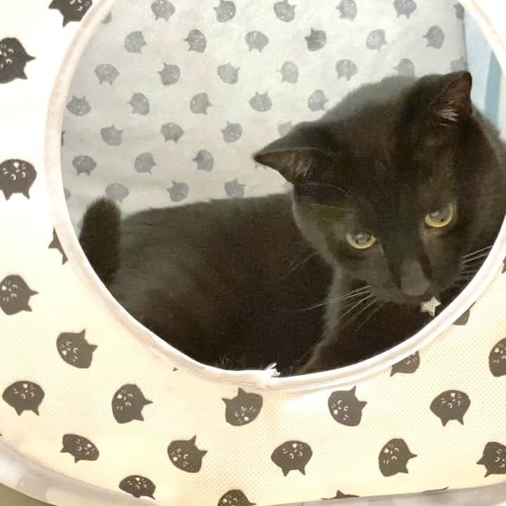 しおやてるこのインスタグラム：「ネコチャンと遊びました😊 #黒猫」