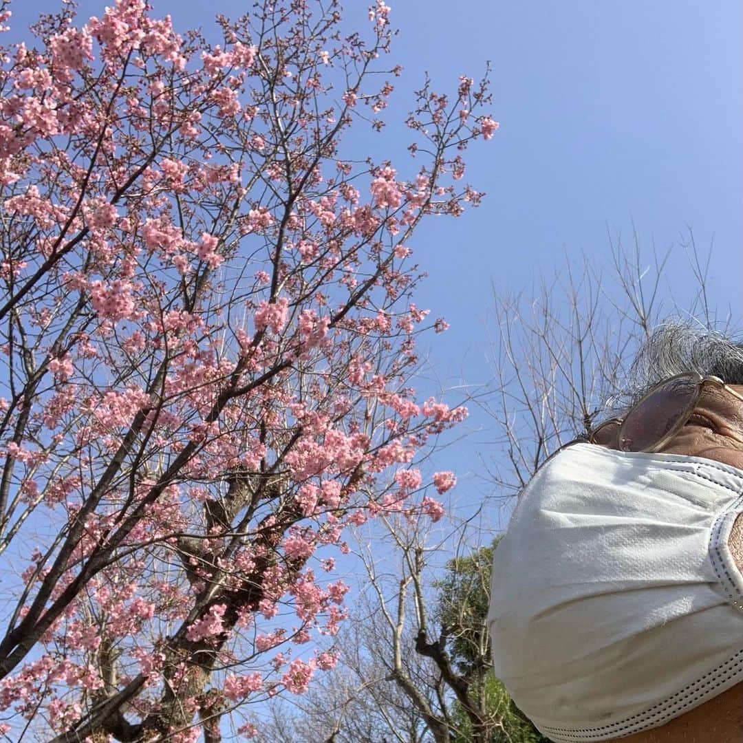 渡辺裕之のインスタグラム：「上を向いて歩こう！ 今朝の美人達 ＃花 #上を向いてあるこう  #桜 #美人 #コロナに負けるな」