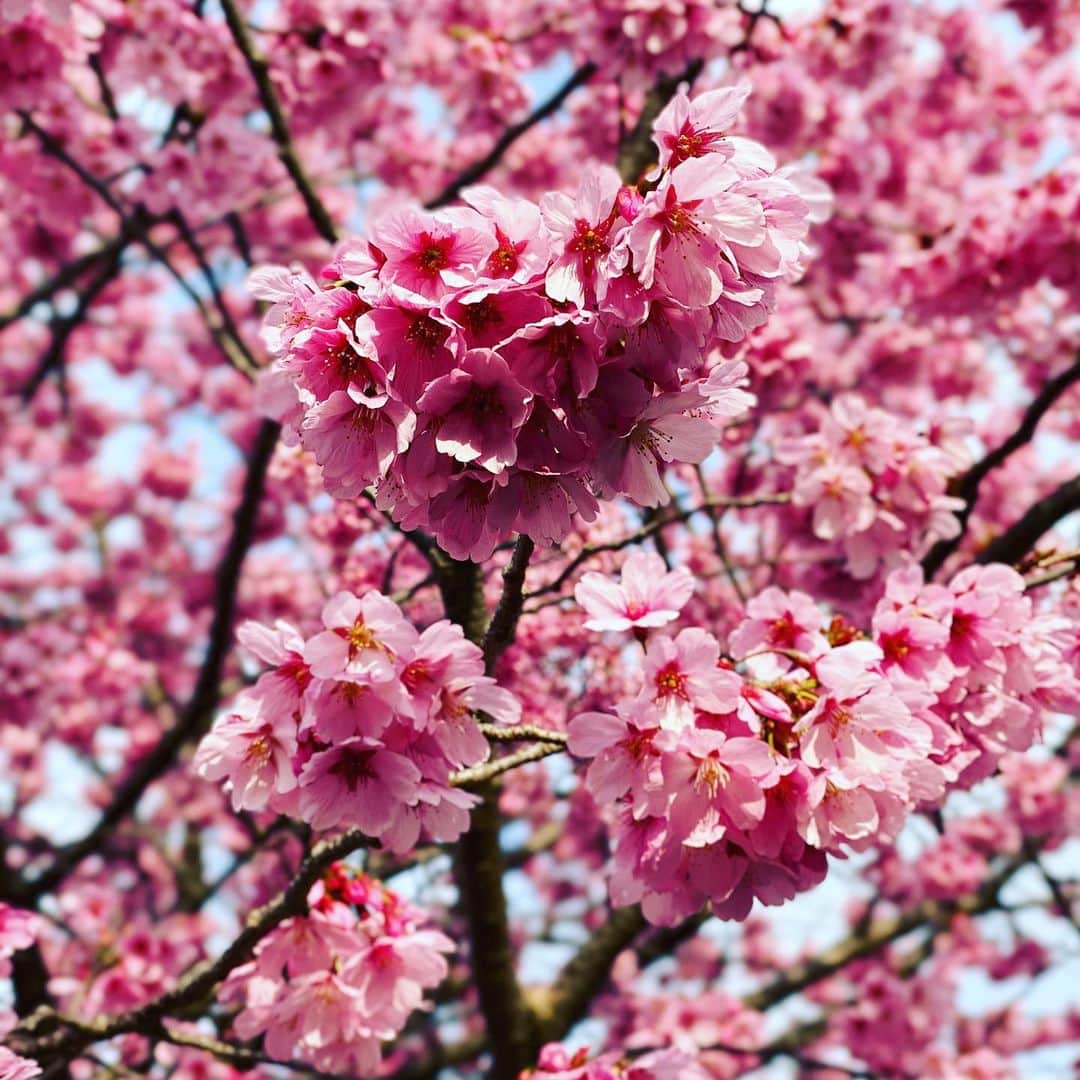 高岡早紀 さんのインスタグラム写真 - (高岡早紀 Instagram)「おはよ。 桜、キレイに咲いてるね。。 今日も良い日を。  #朝散歩　#桜　#春」3月19日 9時53分 - saki_takaoka