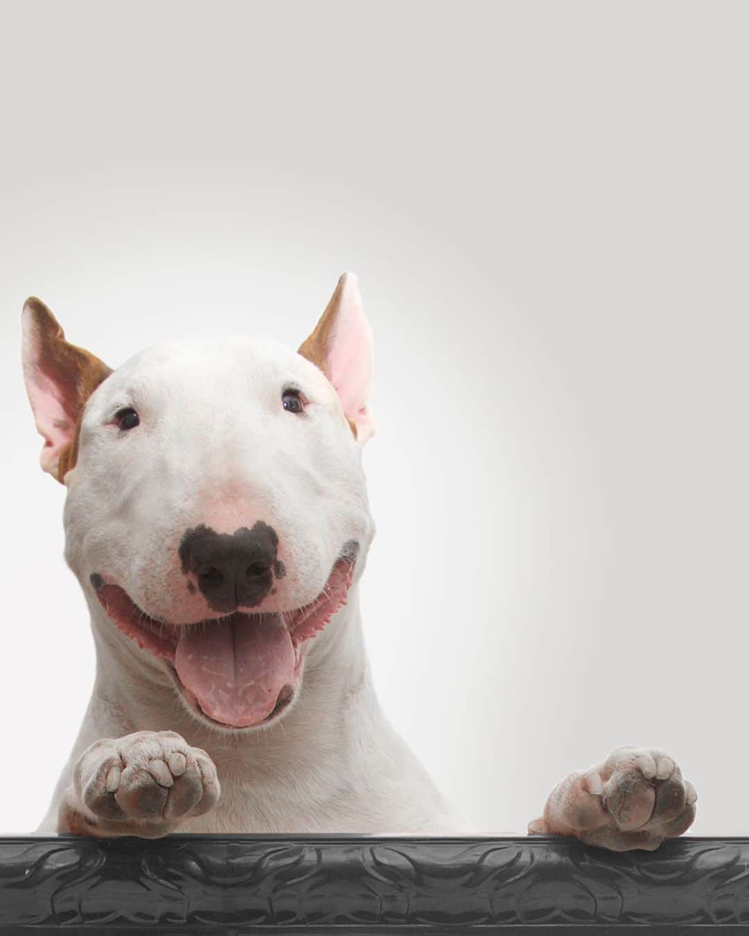 ラファエルのインスタグラム：「which word do you think describes better the bull terriers behavior? For me the word is PASSION! I think they are the most passionate animals on earth. Everything they do, no matter if is sleeping on your bed or running and jumping rodeo style around themselves, they will do any shit they love with 100% of energy, desire, obsession, love and passion (and they will show you when they are doing something they dont like and be lazy e 100% passionate uninterested) . .  qual palavra vc acha que melhor descreve o comportamento dos bull terriers? pra mim a palavra é PAIXÃO! Eu acho que eles sao os bichos mais apaixonados da terra. tudo o que eles fazem, nao importa se eh dormir na sua cama ou correr e pular igual boi de rodeio em torno de si, eles fazem qualquer porra que amem com 100% de energia, desejo, obsessao, vitalidade, amor e paixão (e eles vao deixar vc saber qdo estiverem fazendo algo q nao gostam e vao ser 100% apaixonadamente desinteressados)」