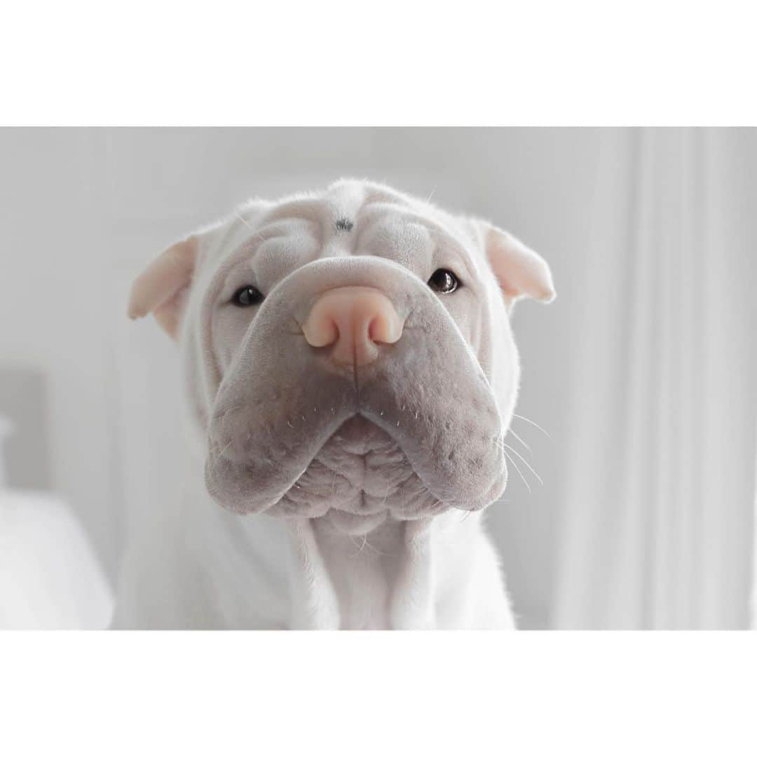 annie&pADdinGtoNのインスタグラム：「Friday Is My Second Favourite F Word. My First Is Food, Definitely Food #happyfriday #lambington #sharpei #sharpeisofinstagram #wrinkles #dog #dogs #dogsofinstagram #dogsofinsta #dogslife #instagood #weeklyfluff #doggo #barked #cutepets #iloveyoutothemoonandback」