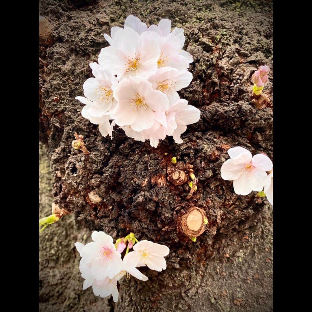 木村拓哉さんのインスタグラム写真 - (木村拓哉Instagram)「﻿ ﻿ 「かなり開いてきましたね！﻿ 花はやっぱり良いものです。」﻿ ﻿ STAYSAFE！﻿ ﻿ 拓哉﻿ #木村拓哉#TakuyaKimura」3月19日 13時07分 - takuya.kimura_tak
