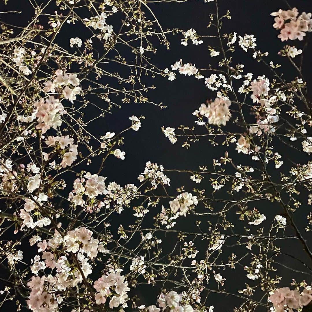 吉井明子さんのインスタグラム写真 - (吉井明子Instagram)「仕事の帰りに一瞬見上げた桜。  今までコメントをくださった皆さま、ありがとうございます。いつも楽しみに読ませて頂いていました。ただ、私の至らない部分もあって、なかなか思いがまっすぐ伝わらず申し訳ありません。励みや元気をたくさん頂いてきましたが、いったんこの投稿をもって、コメント欄を閉じさせて頂きます。インスタ投稿は続けていきますので（毎日ではないかもしれませんが…）これからももし興味を持って頂けるようでしたら、ご覧ください☺️  皆さまがこれからも心穏やかに過ごせますように…色んなことがあるときも、幸せな時間がありますように✨  また週明けに放送でお会いしましょう☺️  吉井明子」3月20日 2時10分 - akiko_yoshii_sunny_rain