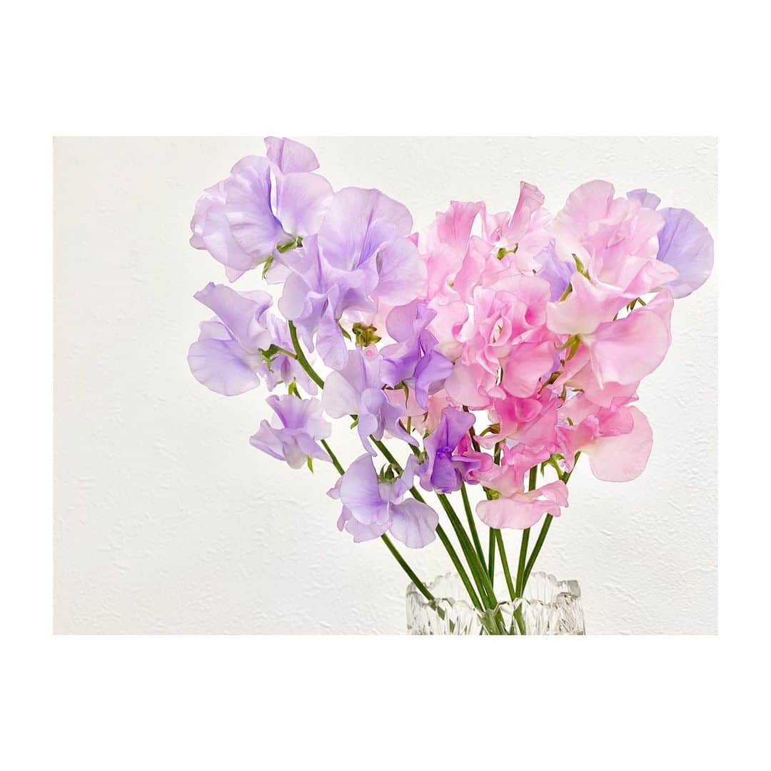 松尾依里佳さんのインスタグラム写真 - (松尾依里佳Instagram)「spring flowers 🦋🧡😉  #sweetpea #flowers #flowerstagram  #まつおさんちのお花 #スイートピー #娘がお水をあげてくれる #ひるおび #リモートワーク @hiruobi_tbs」3月19日 23時45分 - erika.matsuo