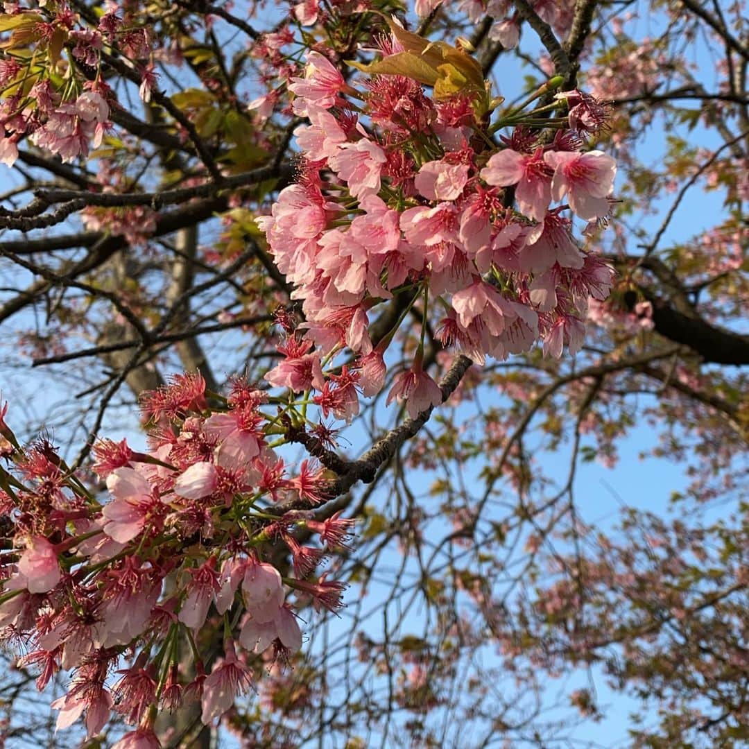 RIKACOさんのインスタグラム写真 - (RIKACOInstagram)「. 早かった今週。時たま幸せってなんだんっけ？って突然ふと考えてしまう。どんな事があっても必ず散歩コースの桜や季節の逞しい野花達は咲く。学事が多い。先が見えない人生だからこそ毎日の平凡で何気ない事に感謝だけは忘れちゃいけないね😊 自分の足でしっかり立つ。嘘なく立つ。 嘘ついて立ってるフリはダメよ！ . 今週もお疲れ様でした💕 #桜　#春」3月20日 0時29分 - rikaco_official