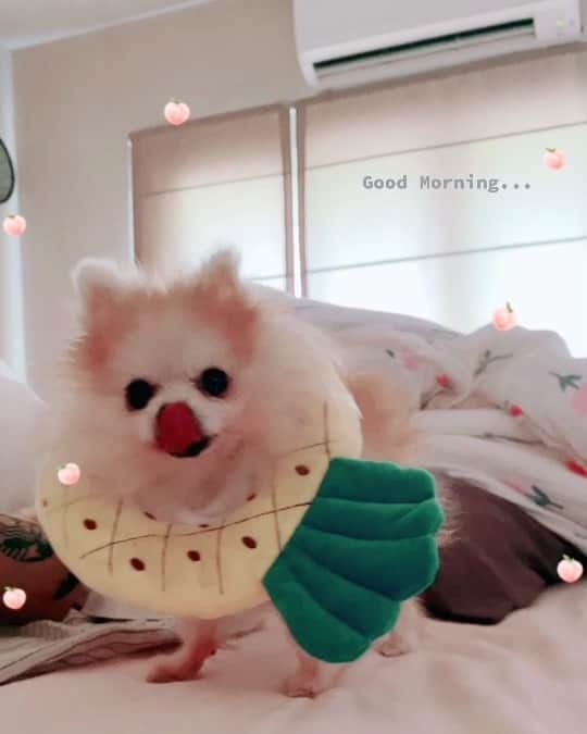 r_oseのインスタグラム：「Breakfast on bed...who?? 🥓🍕〰️」