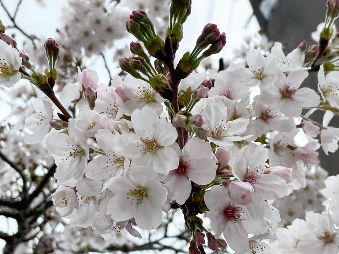 真飛聖さんのインスタグラム写真 - (真飛聖Instagram)「桜🌸  『ミッドナイトスワン』の お祝いメッセージ、 本当に、本当ーに、ありがとうございました✨ みなさんからの 温かいお言葉、励みになります。  昨夜は 嬉し過ぎて、 なかなか 寝付けませんでした‥‥あはは☺︎  しばらくは 余韻に浸っていたいのですが、 今日も元気に撮影しています。 現場近くの桜が 咲き始めたので、 必死に撮っていたら、 水上マネージャーに 激写されてました（笑）  #2021桜」3月20日 12時07分 - sei_matobu