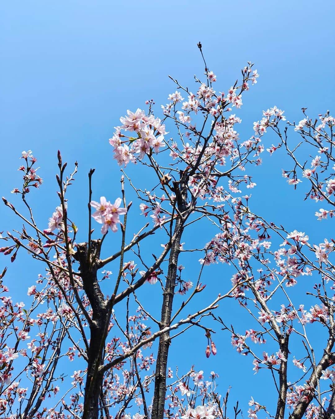 大塚咲さんのインスタグラム写真 - (大塚咲Instagram)「桜咲いた。  新居は鳥の声で目が覚める。  #桜」3月20日 8時05分 - otsukasaki_