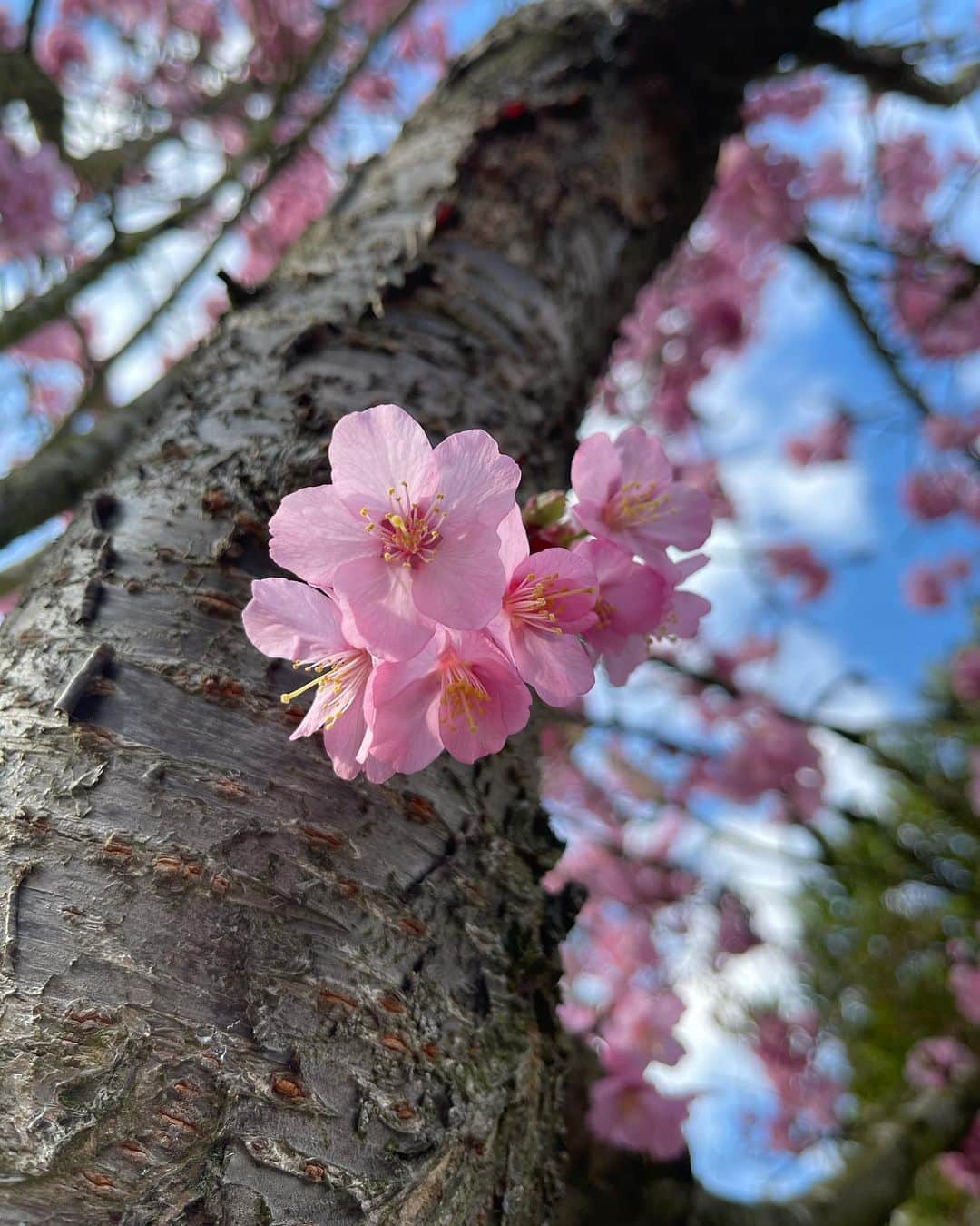 布袋寅泰さんのインスタグラム写真 - (布袋寅泰Instagram)「ロンドンにも八重桜が咲きました。空が一段と蒼く見えます。#sakura #london」3月20日 9時23分 - hotei_official