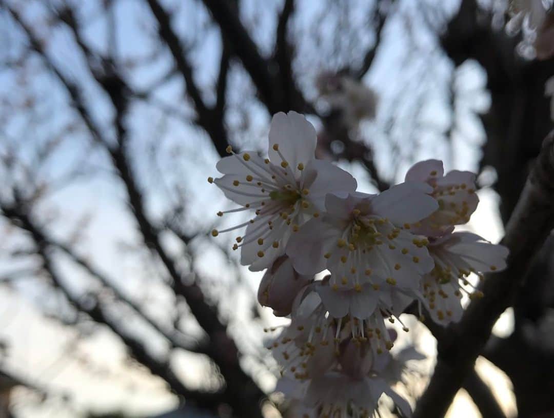 フジテレビアナウンサーのインスタグラム：「* こんにちは、安宅晃樹です。  今日3月20日は「春分の日」 日を追うごとに暖かくなり春を感じますね🌸 実家・山口県からも桜の便りが届きました😊  進学や就職など環境の変化が大きい人もいるかと思いますが、毎日笑顔で明るく頑張りましょうね💪  #今日は何の日 #春分の日 #桜 #2枚目は #4年前の春 #今よりも顔がシュッとしている #黒瀬と安宅 #フジテレビアナウンサー #黒瀬翔生 #久慈暁子 #海老原優香 #安宅晃樹」