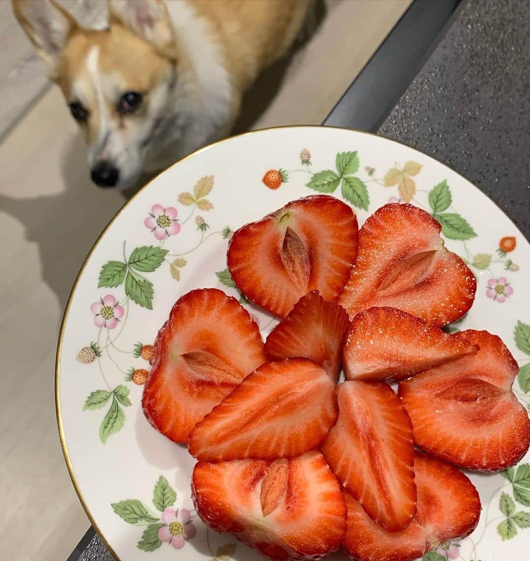 橋本志穂さんのインスタグラム写真 - (橋本志穂Instagram)「博多とよのか  いただきましたー❣️  ヌーイはイチゴ狙いではありません。 隣で煮ている筍にロックオンして動きません」3月20日 21時22分 - shihohashimoto3