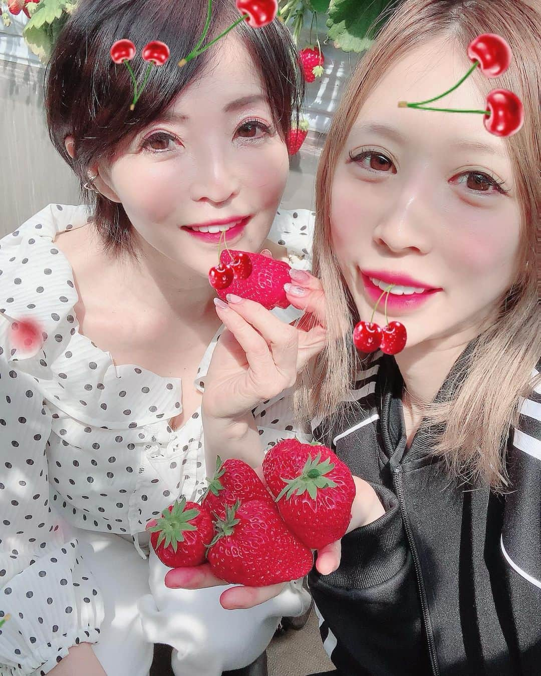 橘楓さんのインスタグラム写真 - (橘楓Instagram)「🍓🍓🍓🍓🍓  いちご狩り🥰😍😆 先月と今月で2回目🥺💞🍓 （1500円30分で50回たべたよ✊❤️）  味覚狩りと田舎の風景がほんまにスキ😂😂😂❤️  景色見て🚗音楽聴きながら ボーっとする時間☁️😌💕✨ 山⛰空🌈海🌊癒される😊💖💫  #味覚狩り #味覚狩り大好き #いちご狩り #🍓 #葉山 #自然 #癒される #旅行 #旅行好きな人と繋がりたい」3月20日 20時49分 - tachibana.kaede