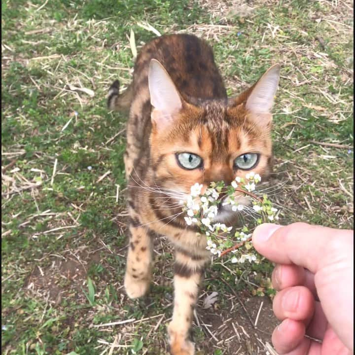 なつこのインスタグラム：「久しぶりのなつこさんですよ🌸😽🌸 ・  #なつこ #なっちゃん #なつこさん  #ペコねこ部 #みんねこ #ねこら部 #picneko #猫と暮らす #猫のいる暮らし #instacat #catstagram #catlife #catlover #catoftheday #ilovecat #topcatphoto #catsofinstagram #bestmeow #ねこ部 #ふわもこ部 #にゃんだふるらいふ #にゃんすたぐらむ #ねこすたぐらむ #子供と猫 #猫と子供 #hikingcat #AdventureCats #猫動画 #catvideo #catmovie」