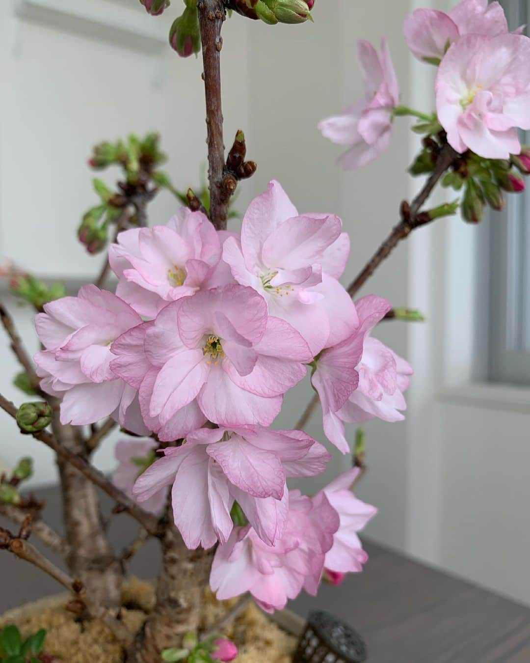 樹里咲穂さんのインスタグラム写真 - (樹里咲穂Instagram)「我が家の八重桜盆栽ちゃん🌸🌸🌸🌸 可愛いお花が咲き始めました🌸🌸🌸🌸🌸🌸🌸🌸🌸🌸🌸🌸」3月20日 14時37分 - juripyon1028