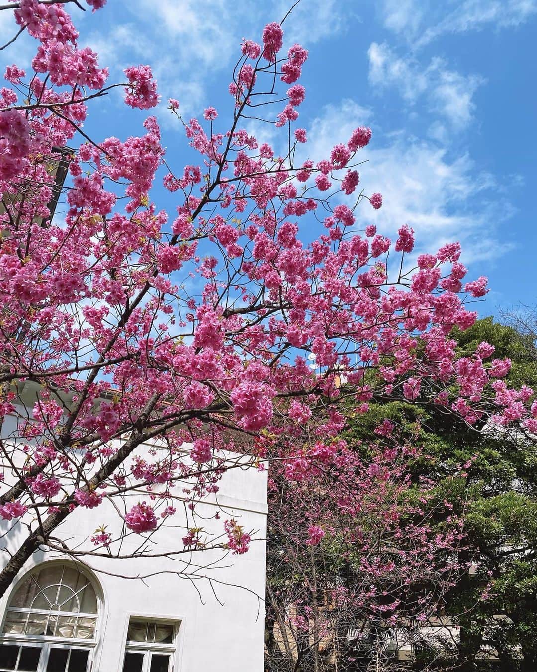 今井絵理子さんのインスタグラム写真 - (今井絵理子Instagram)「春分の日🌸  #スペイン大使館 #春ですね  #写真de花見」3月20日 15時40分 - erikoimai0922