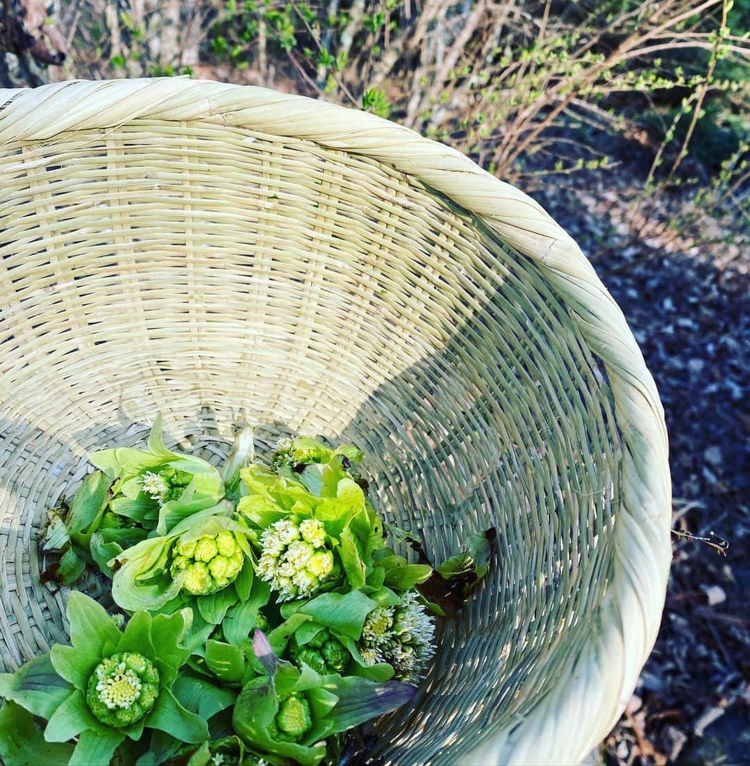 岡田美里さんのインスタグラム写真 - (岡田美里Instagram)「雪柳と蕗のとうの季節になりました。 ついに、ついに春が✨」3月20日 16時12分 - millieokada