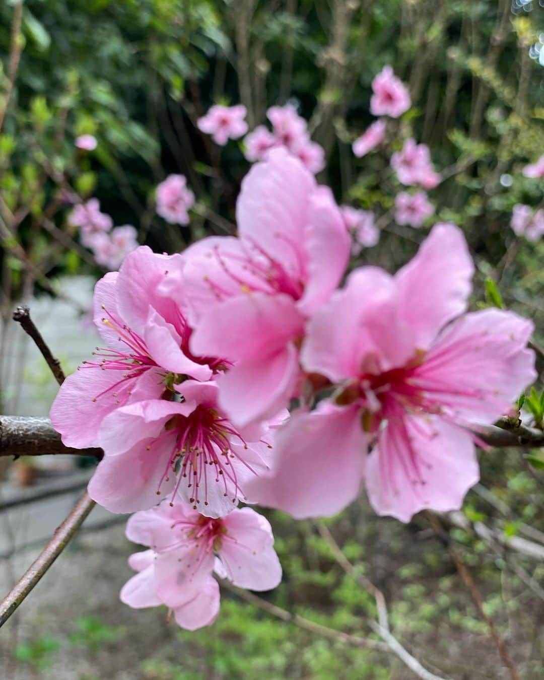 工藤静香さんのインスタグラム写真 - (工藤静香Instagram)「洗い立てアムちゃんをエトくんがクンクン💕💕 ネクタリンの花はピンクが強くて可愛らしい😉」3月20日 16時28分 - kudo_shizuka