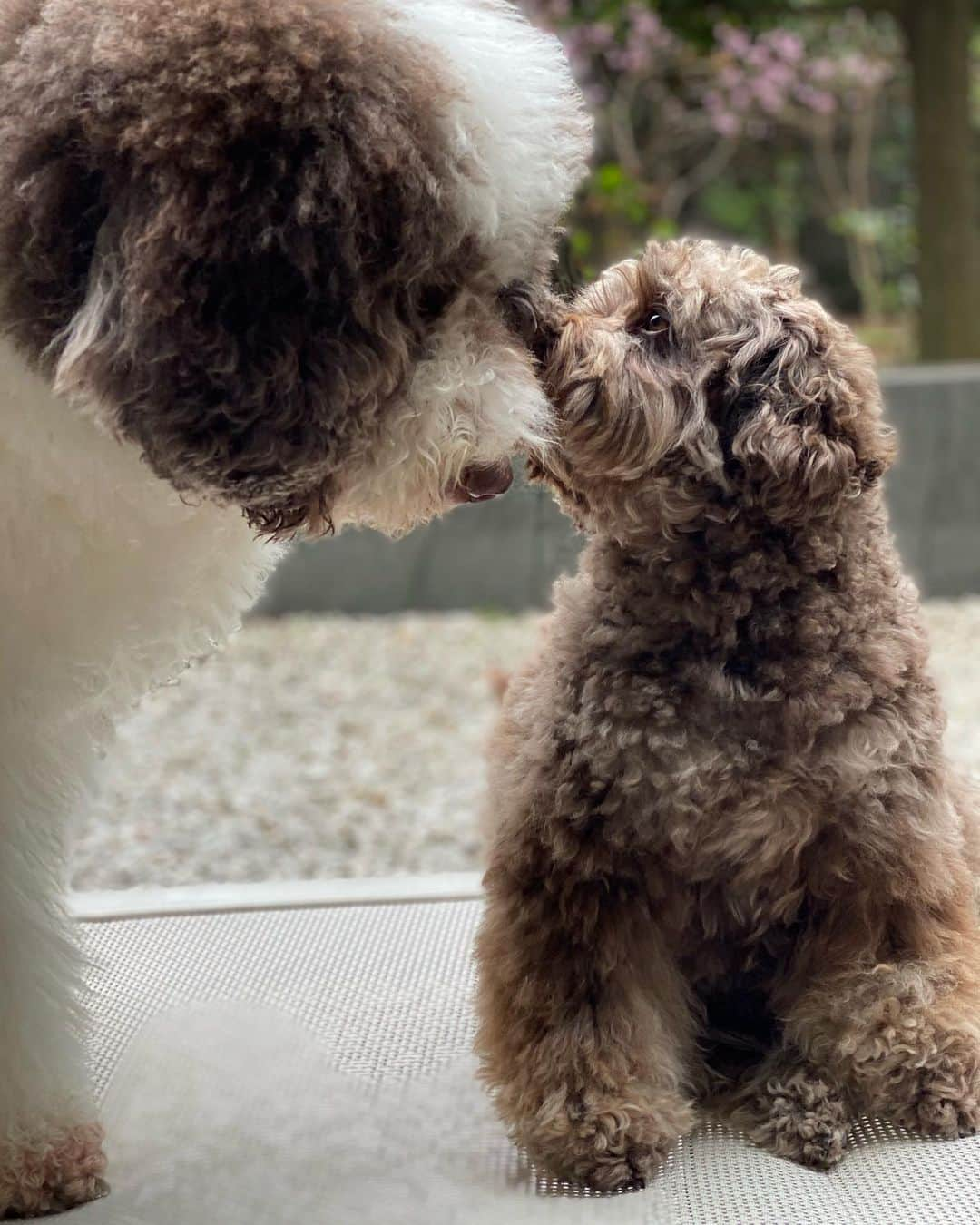 工藤静香さんのインスタグラム写真 - (工藤静香Instagram)「洗い立てアムちゃんをエトくんがクンクン💕💕 ネクタリンの花はピンクが強くて可愛らしい😉」3月20日 16時28分 - kudo_shizuka