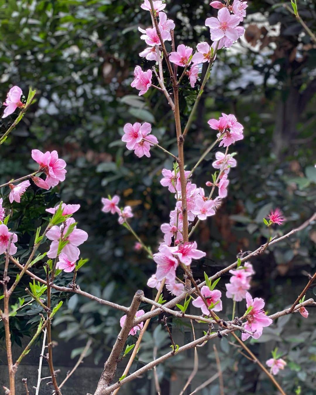 工藤静香さんのインスタグラム写真 - (工藤静香Instagram)「洗い立てアムちゃんをエトくんがクンクン💕💕 ネクタリンの花はピンクが強くて可愛らしい😉」3月20日 16時28分 - kudo_shizuka