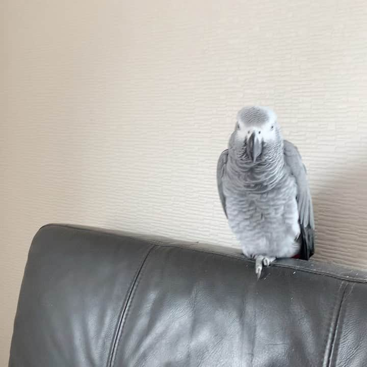 カイヤのインスタグラム：「😂😄😂 . . . . . . . . . #caiya #parrot #africangrey #africangreyparrot #オウム #ヨウム #singing #singingvideo #pet #stone #love #cute #lovely #myworld #grey #red #lifestyle #可愛い」