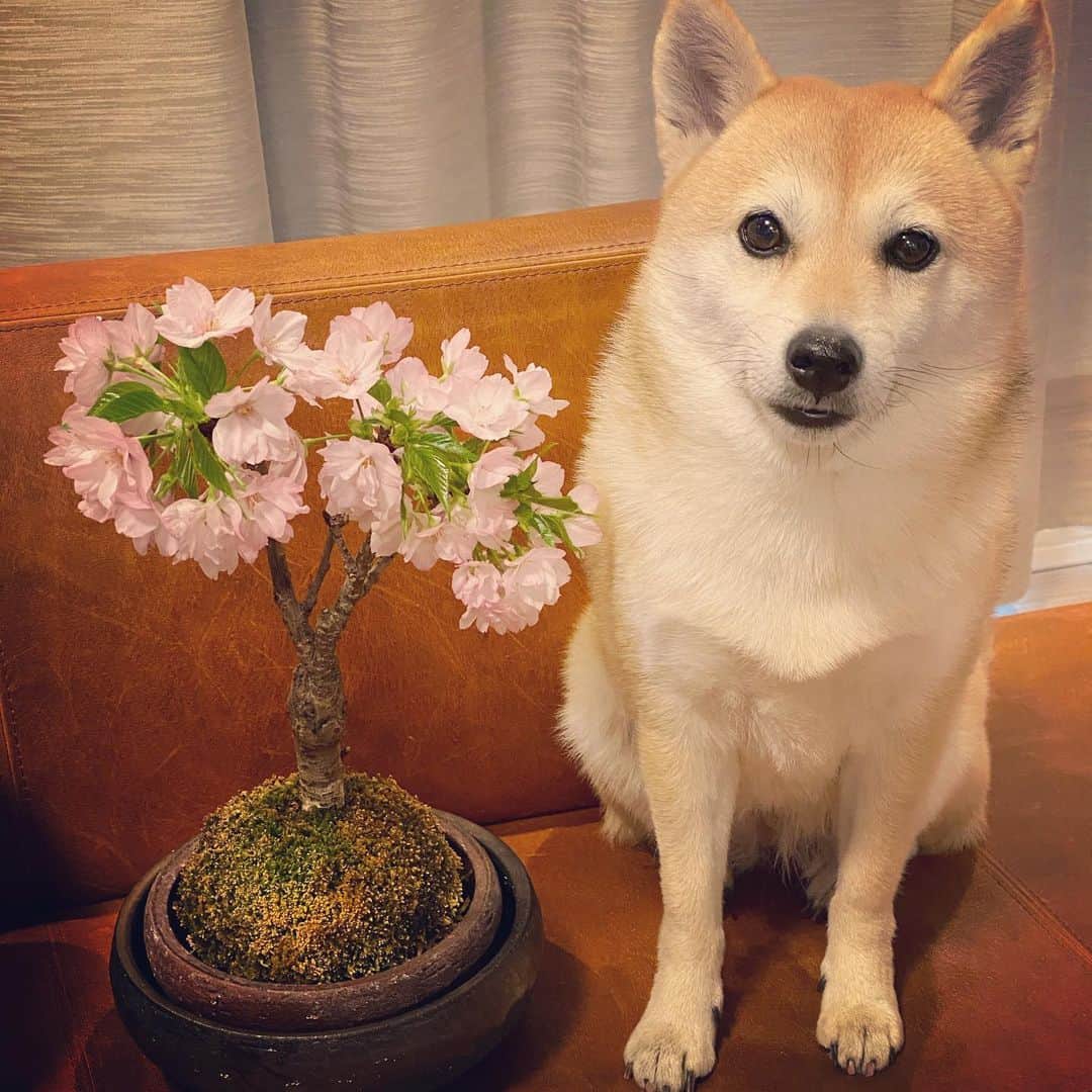 アブのインスタグラム：「今年も綺麗に咲きました！！(人о´∀`о)  #dog #シバチャ #桜 #柴犬 #犬 #お花見」