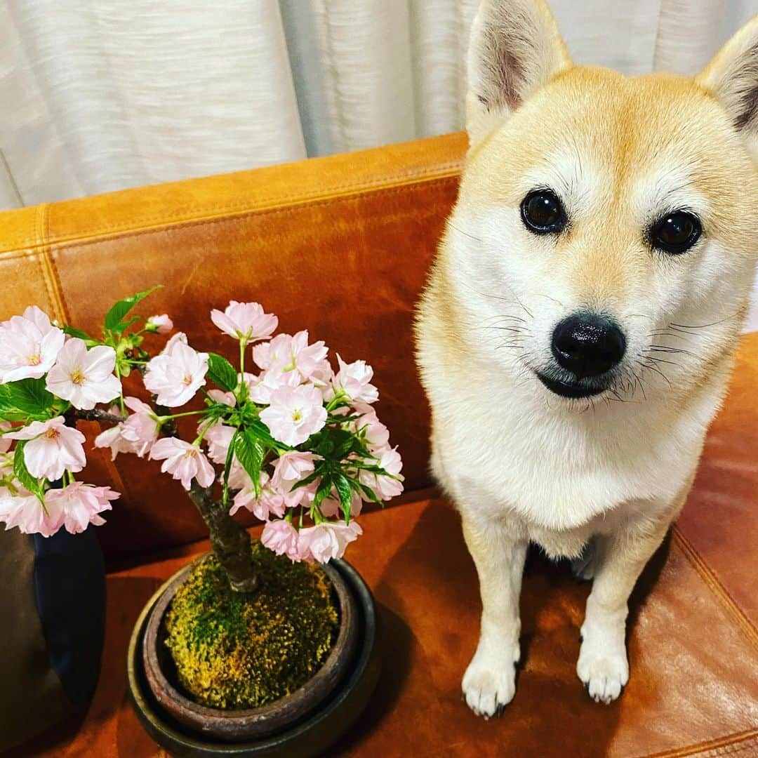 アブさんのインスタグラム写真 - (アブInstagram)「今年も綺麗に咲きました！！(人о´∀`о)  #dog #シバチャ #桜 #柴犬 #犬 #お花見」3月20日 17時46分 - abuuungram