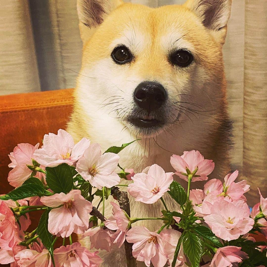 アブさんのインスタグラム写真 - (アブInstagram)「今年も綺麗に咲きました！！(人о´∀`о)  #dog #シバチャ #桜 #柴犬 #犬 #お花見」3月20日 17時46分 - abuuungram