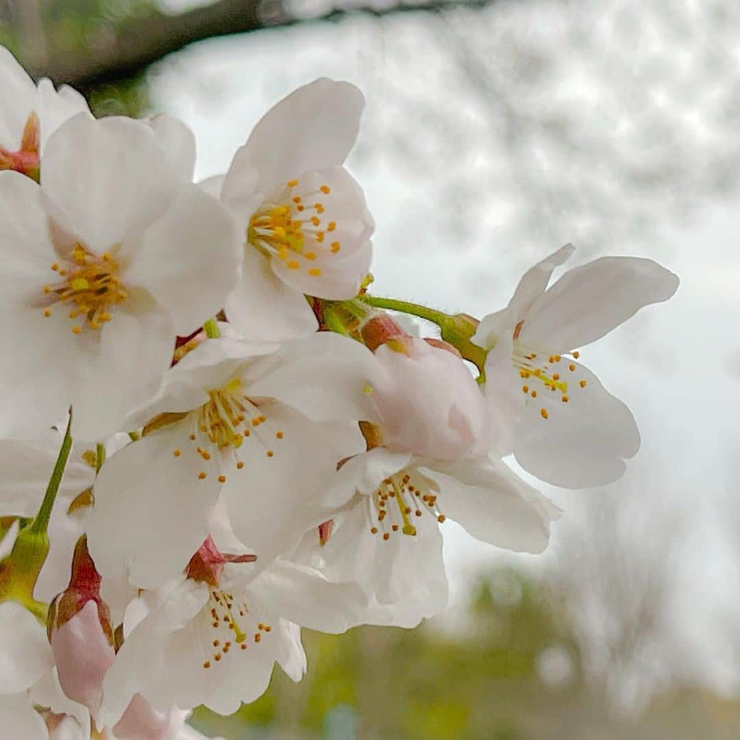 instameetuposakaのインスタグラム：「春がきたという喜びに、 包まれます。 #桜　#大阪」