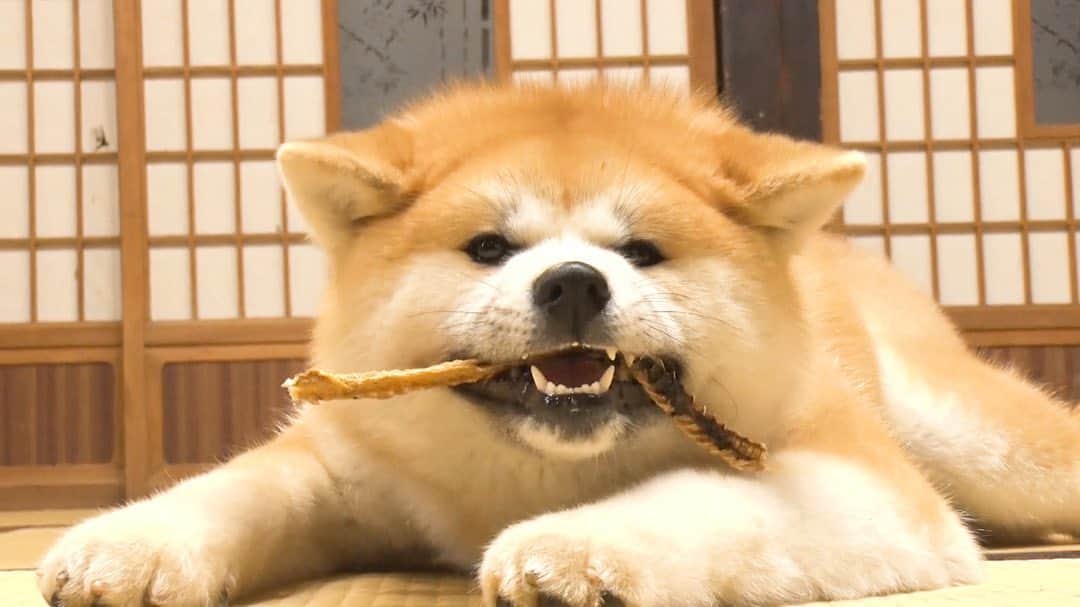 天才！志村どうぶつ園のインスタグラム