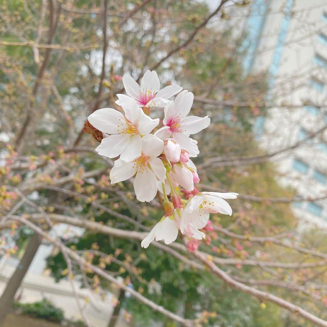 伊原佳奈美のインスタグラム：「春だね🌸」