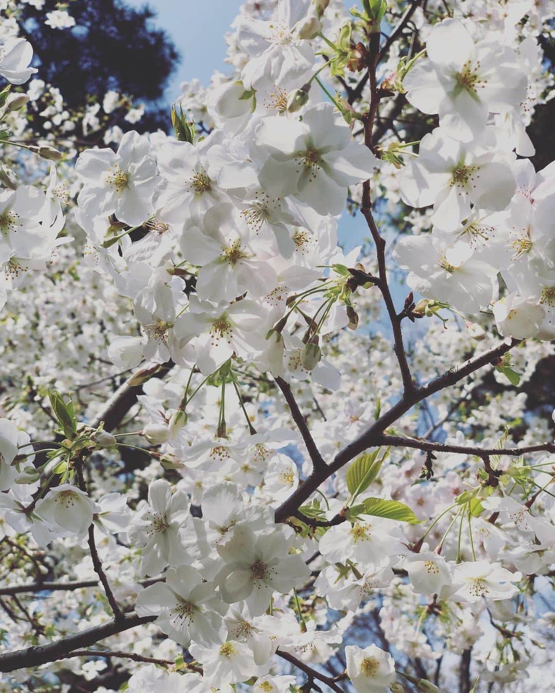 のインスタグラム：「春に癒されます。  明日の雨にも負けないで頑張って！  #桜 #はるうらら #春　#cherryblossom #内田恭子 #kyokouchida」