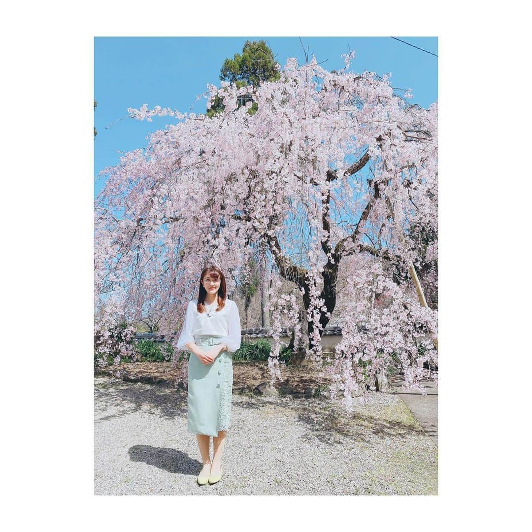 野口七海さんのインスタグラム写真 - (野口七海Instagram)「🌸🌸🌸  #天堂のシダレザクラ #徳島 #石井町 #春 #フォーカス徳島 #アナウンサー #四国放送 #japan #tokushima #桜 #シダレザクラ #🌸」3月20日 21時34分 - noguchi_nanami