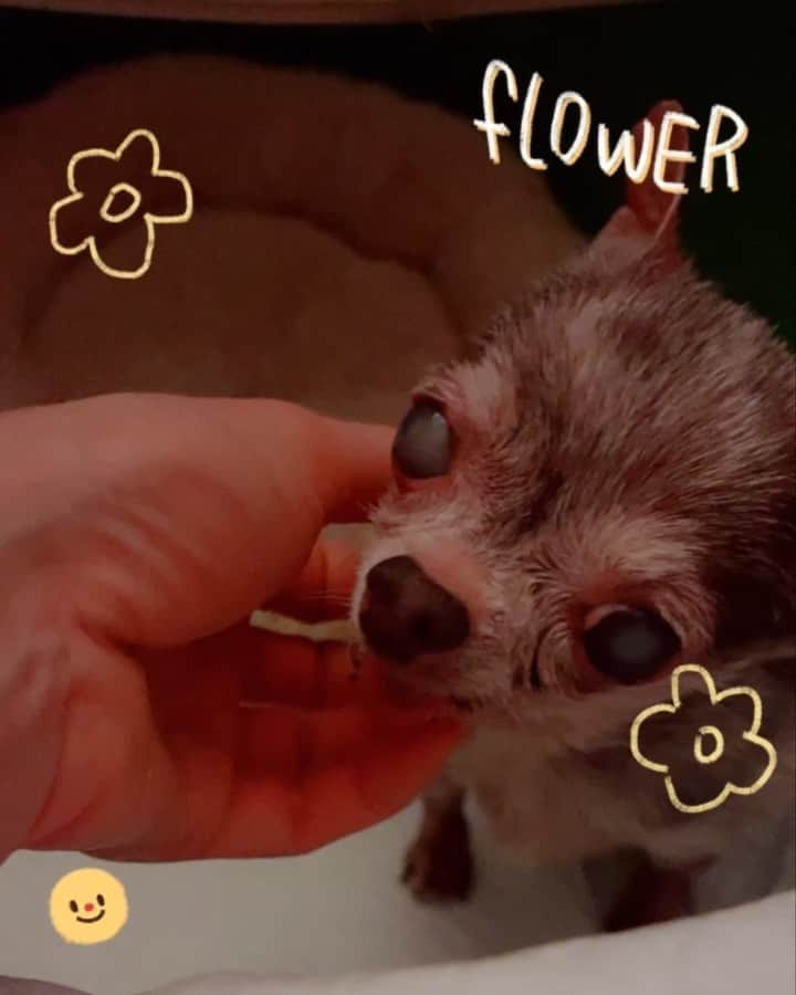 r_oseのインスタグラム：「Little Tee 🐿〰️ #nevergetold #zeroteeth」