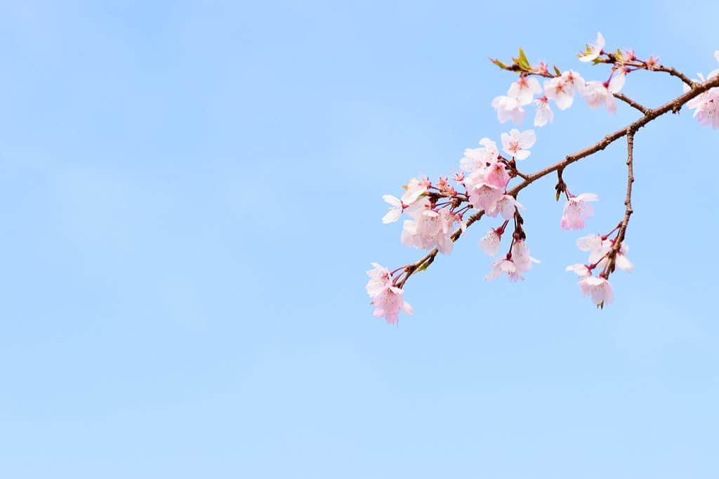 内山絵里加さんのインスタグラム写真 - (内山絵里加Instagram)「・ ・ 春分の日。 お彼岸の中日なので 午後から実家へお墓参りに。 ・ 静岡も桜が開花したと発表がありましたね🌸 平年より5日、去年より7日早い開花だそうです。 うららかな春の日差しに ほわっと幸せを感じた便りでした。 みなさん、素敵な週末をお過ごしくださいね🌸🌸 ・ ・ #静岡 #桜 #ソメイヨシノ #桜開花 #お彼岸  #春分の日 #満開がたのしみ」3月20日 22時59分 - erika.uchiyama1129