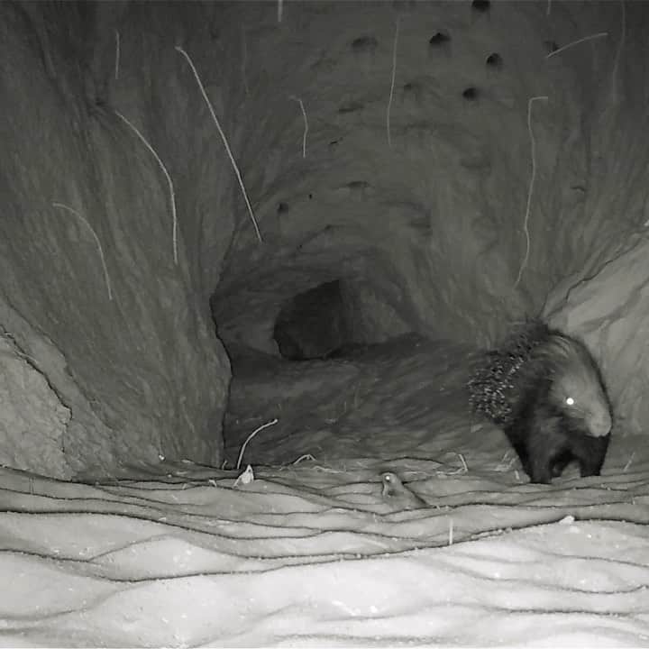 Thomas Peschakのインスタグラム：「During the hot summer months most of the wildlife action in the Kalahari desert happens at night. A African crested porcupine emerges after dusk to do some much needed burrow DIY maintenance before heading out to feed. Video shot by my talented assistant and videographer @ottowhitehead If you are not already following him... WHY NOT ? 🤔 Filmed on assignment for @natgeo in partnership with @tswalufoundation」