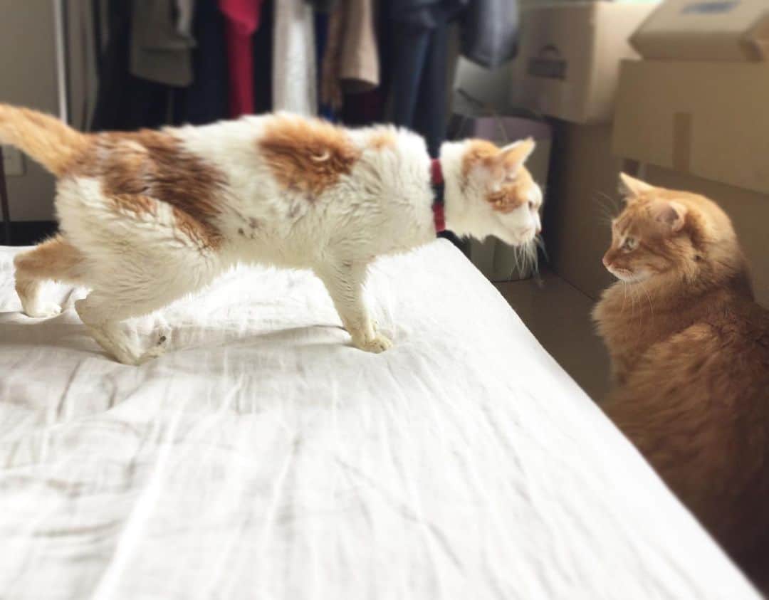 のインスタグラム：「2019年10月の写真。保護してから6週間頃。  ちょうど母が亡くなった頃のイオちゃんと、アブちゃん（なぜ坊がアブちゃんと呼ばれていたのかは、新しい本に逸話が載っています）。  イオはまだ毛がボサボサで、やっと体重が乗り始めたあたりだったけど、ピガとユピの優しい受け入れのおかげで、家族の温かみや愛される幸せを一身に受けて幸せそうだった。  彼女を拾ったとき、こう思った。もしも自分がイオだったら…年老いて、おそらく病気が原因で捨てられて、路上で誰にも看取られずこの世を去るなんて地獄だと。それを天国に変えてみようと思う人間がひとりくらいいたっていいじゃないかって。  私たちの〝天国創り〟は、たしかに病との闘いの連続ではあったけれど、愛に満ち溢れていて、楽しかった。  イオが、眠っていた蓮の花のように美しく開花していく姿が、心を開いて目を輝かせていく姿を見るのがなによりの喜びだった。  そして、ここまで心身が痛んでしまった子には、とてもプライベートで密度の高い愛情とケアが必要だということを、一緒に暮らしてひしひしと感じた。  イオは元来の性格がいい子だったから、彼女を愛するのはとても簡単だった。あれだけ酷い目に遭っても、恨みや負の感情を引きずっている気配がひとつもなくて、訪れた幸運を精一杯つかもうとしていた。  彼女はとても、とても可愛かった。  私が元飼い主へのやりきれない思いを断ち切れたのは、ひとえに彼女の強さと純真のおかげだった。  イオは、本当に菩薩かなにかの化身だったんじゃないか…もしくは、神さまが私に「こちらのピカピカの猫と、こちらのボロボロに痩せた猫、あなたはどちらを選びますか？」と、まるでイソップ 童話の〝金の斧〟みたいに差し出した試練の子だったんだろうか。  この写真は、眩しくて幸せだった日々の一瞬を捉えたもの。  今ではそのすべてが奇跡のような、幻のような、光のなかで揺れている。  イオは私の人生に咲いた、特別に美しい蓮の花だった。  #CHANECHOES  #猫沢イオ　#イオの扁平上皮ガン日記  #イオちゃんフォーエバー　#ユピ坊　#猫沢組」